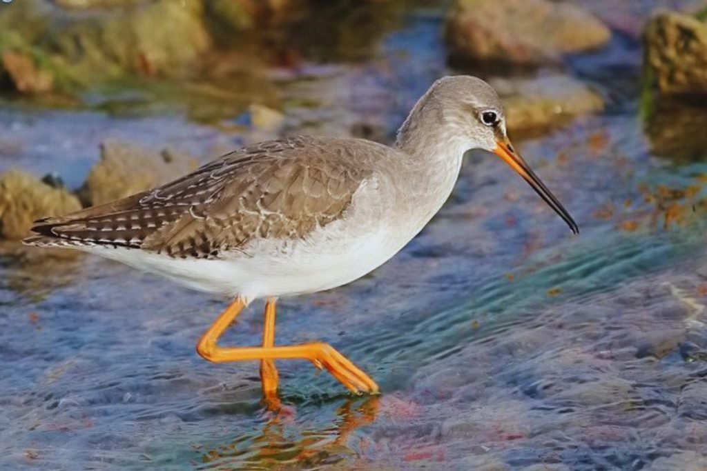 Common Redshank in Rajaji National Park