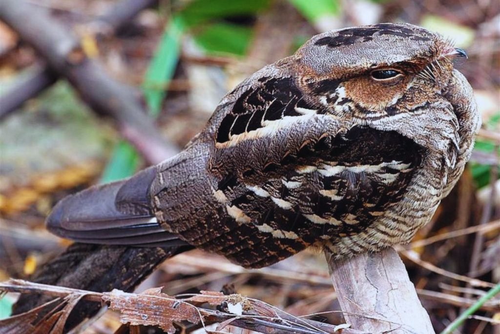 Large-tailed Nightjar
