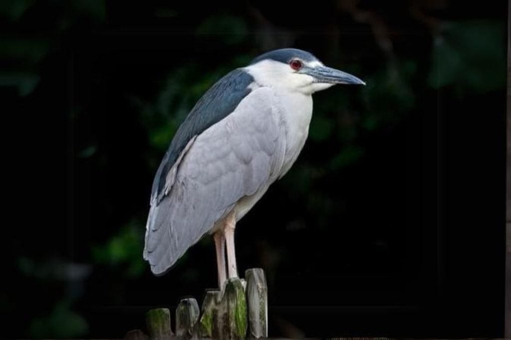 Black-crowned Night Heron