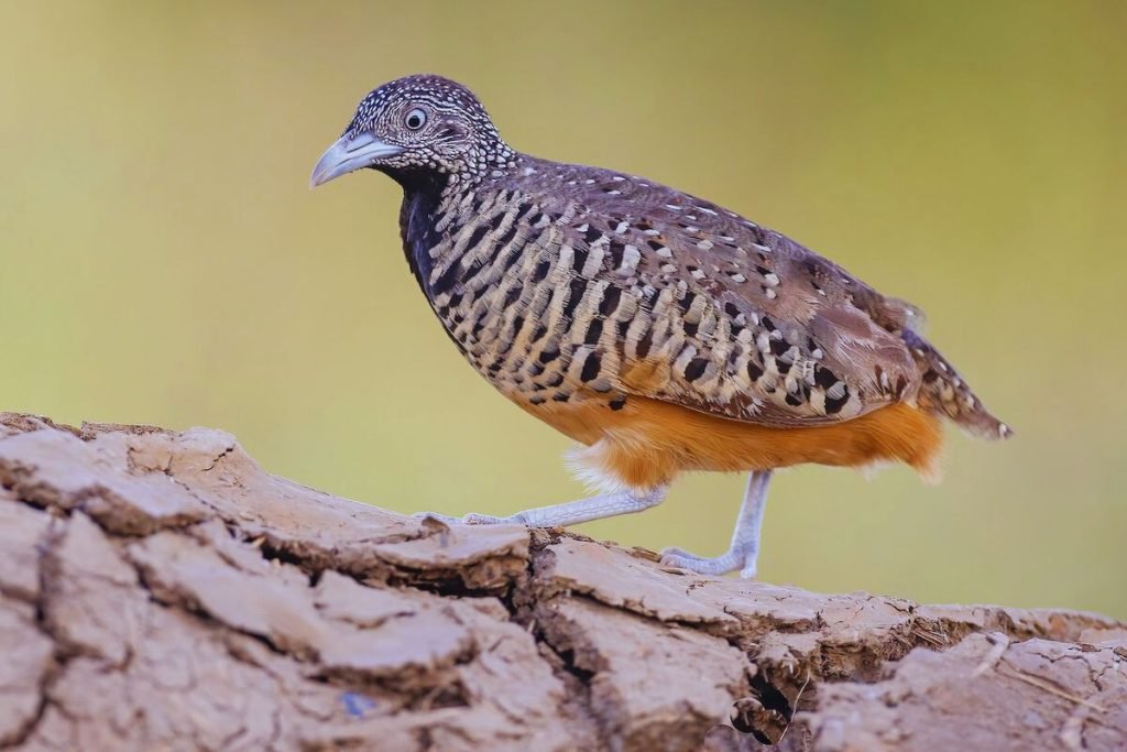 Barred Buttonquail