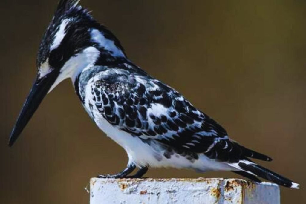 Pied Kingfisher
