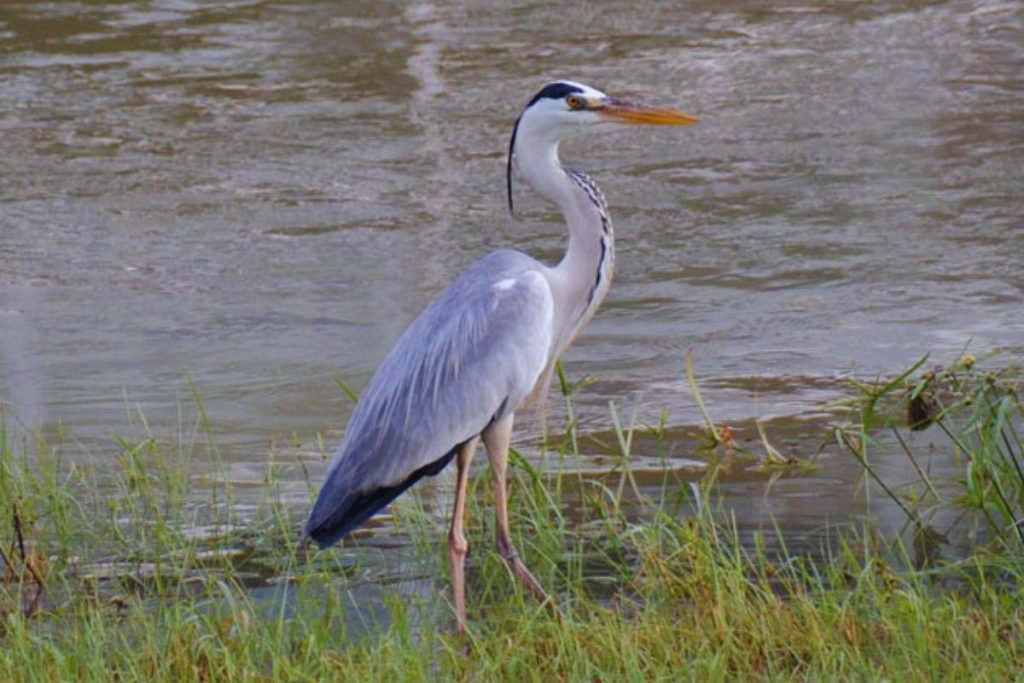 Herons and Allies