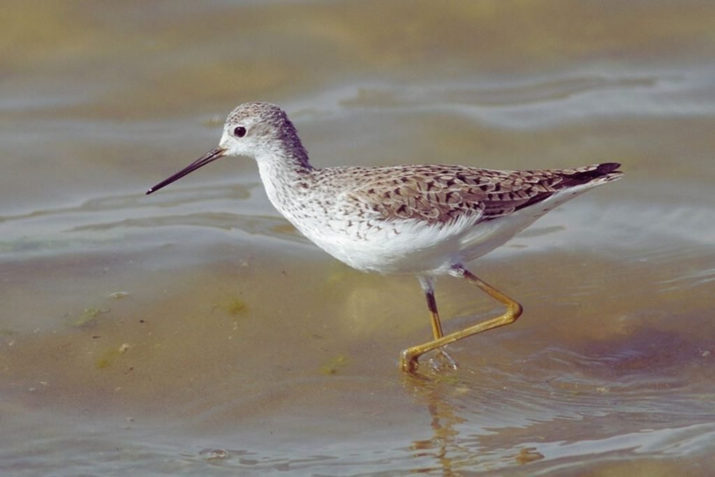 Marsh Sandpiper