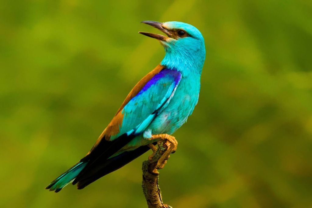 European Roller