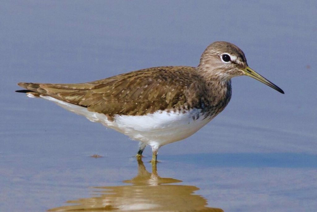 Green Sandpiper in  Rajaji National Park