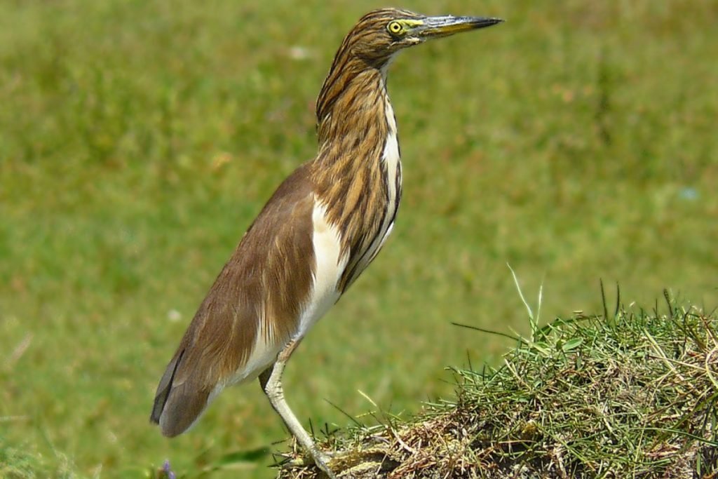 Indian Pond-Heron