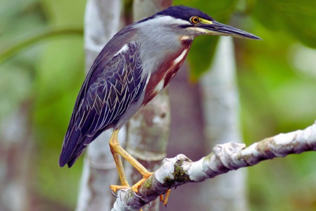 Striated Heron