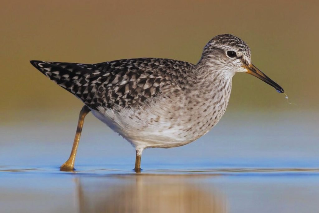 Wood Sandpiper in Rajaji National Park