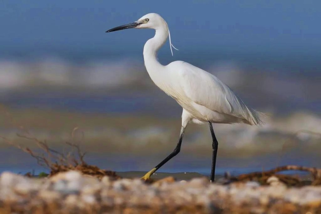 Little Egret