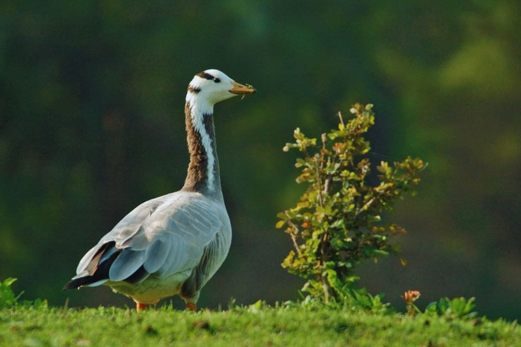 Bar-headed Goose