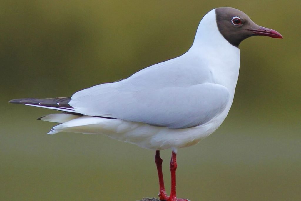 Black-headed Gull