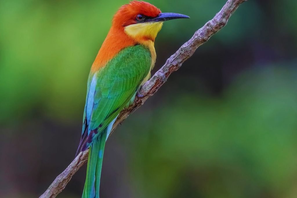 Chestnut-headed Bee-eater 