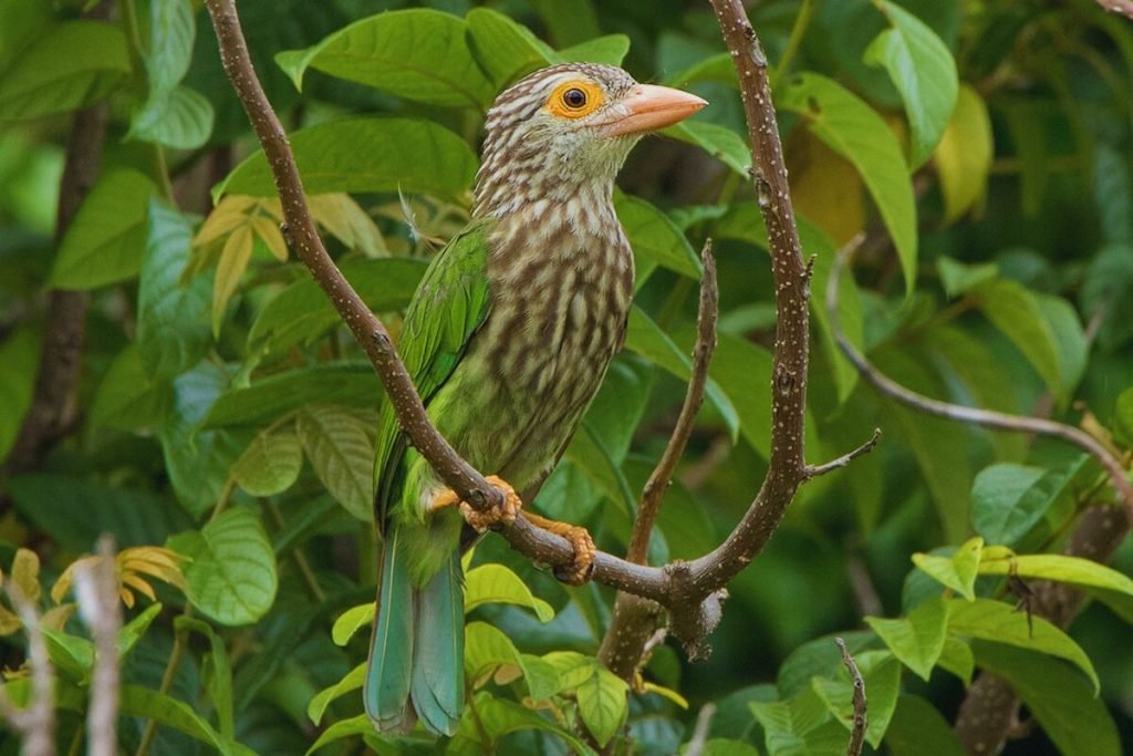 Lineated Barbet in Rajaji National Park