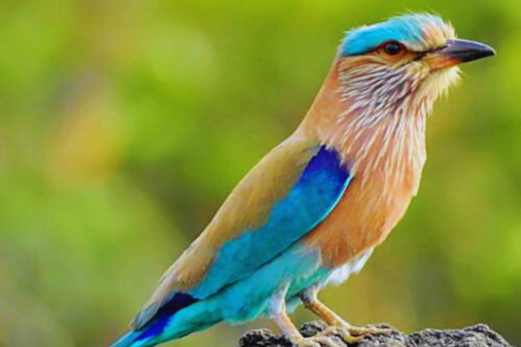 Indian Roller in Rajaji National Park