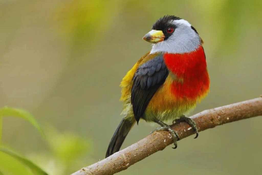 Barbets and Toucans