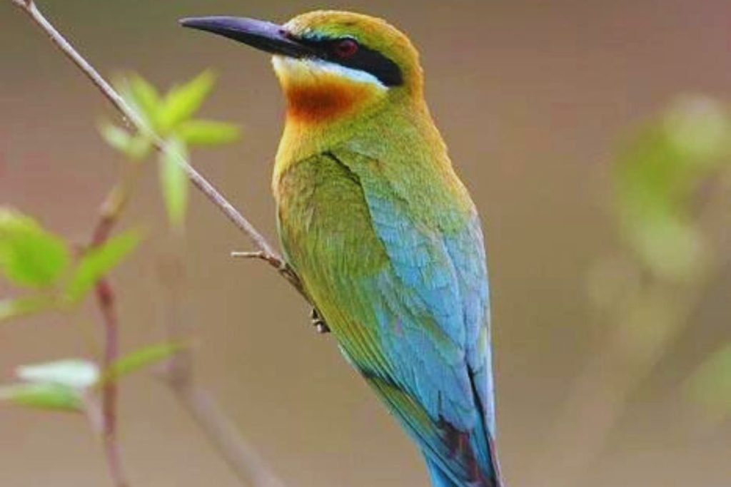 Blue-tailed Bee-eaters