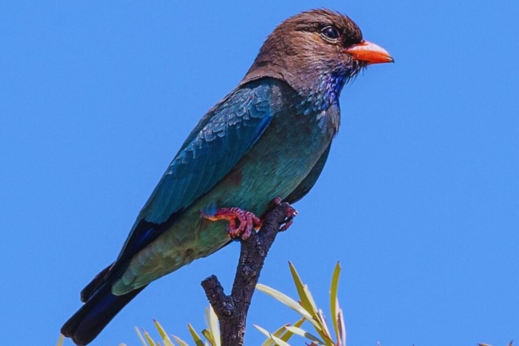 Oriental Dollarbird in Rajaji National Park