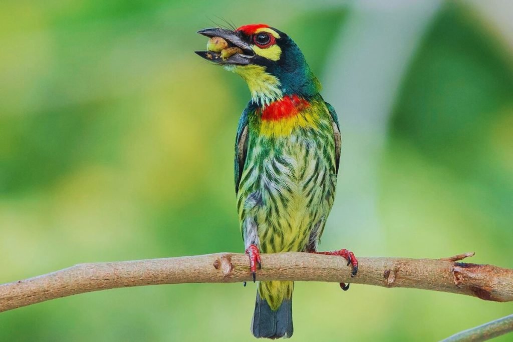Coppersmith Barbet in Rajaji National Park