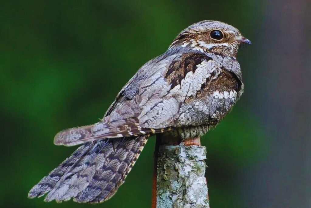 Nightjars in Rajaji