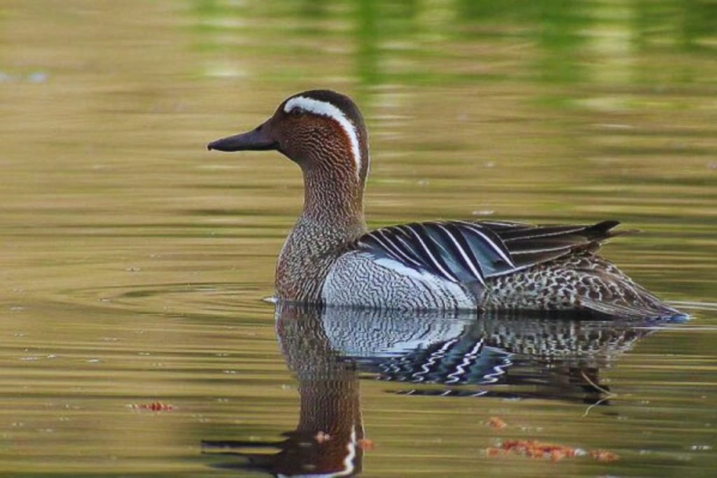 Garganey