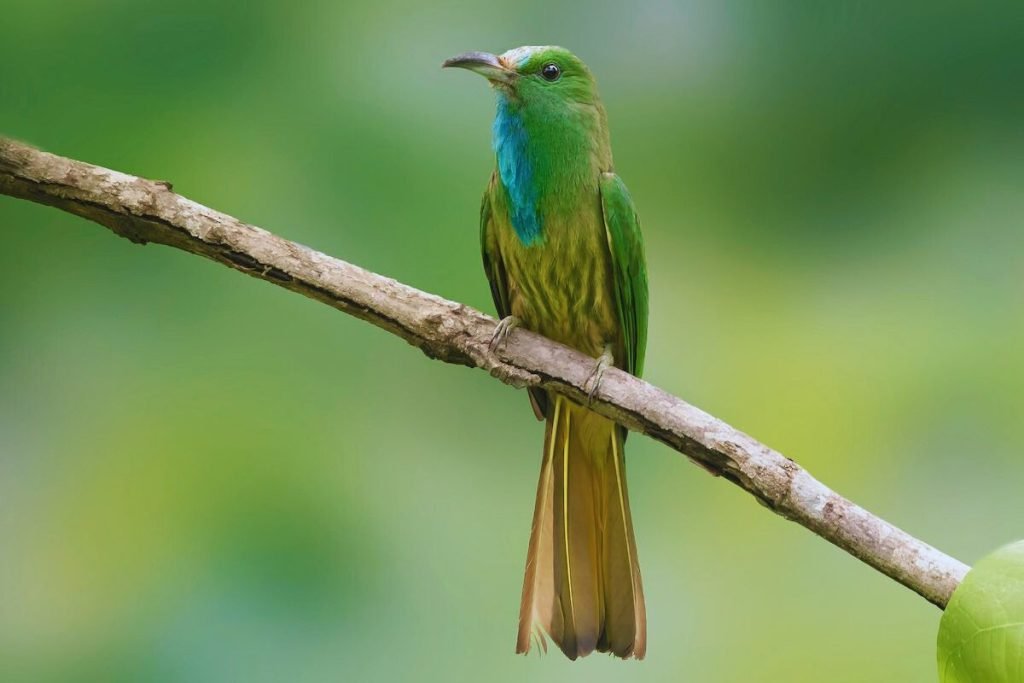 Bee-eater in Rajaji National Park