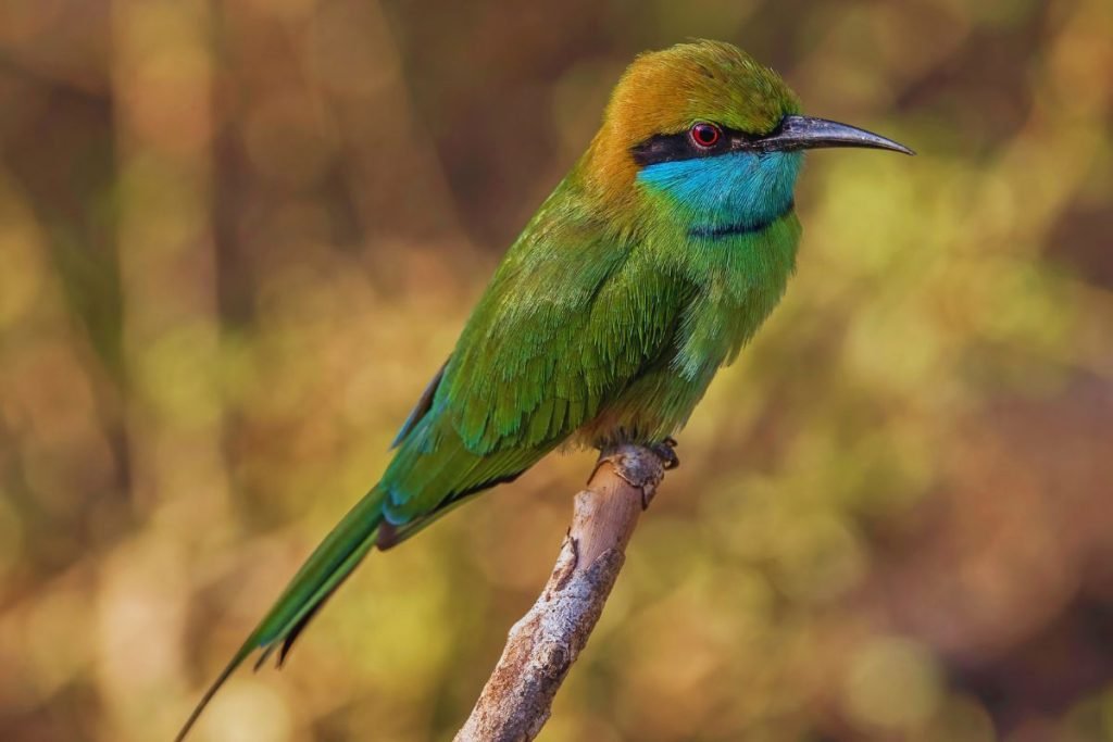 The Asian Green Bee-eater in Rajaji National Park