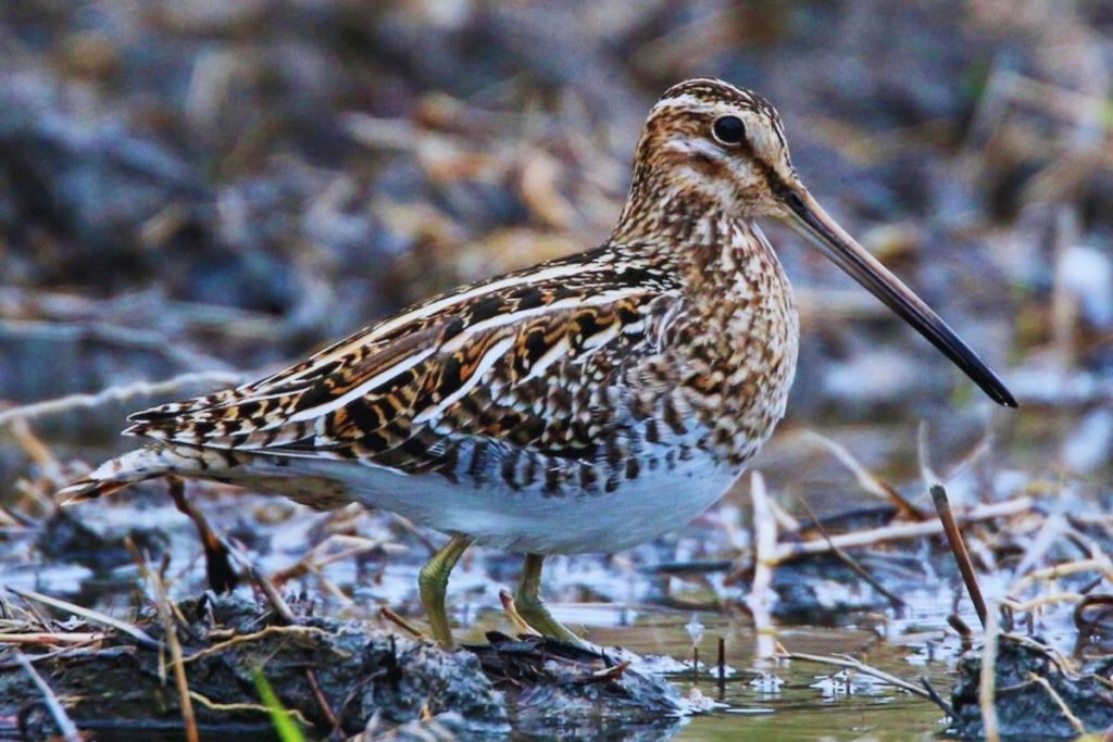 Common Snipe in Rajaji National Park