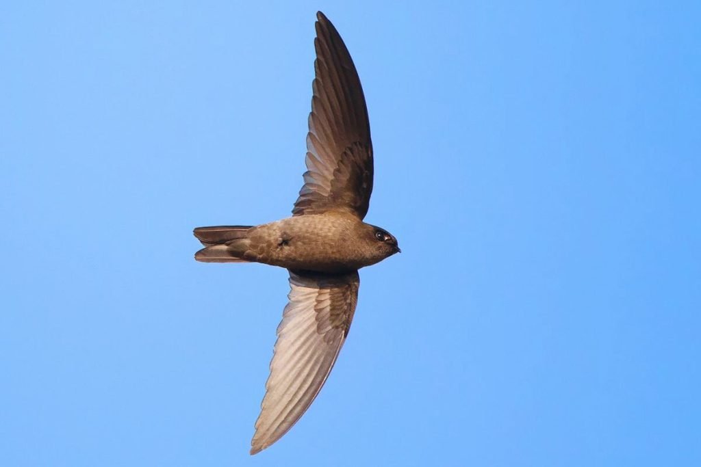 Himalayan Swiftlet
