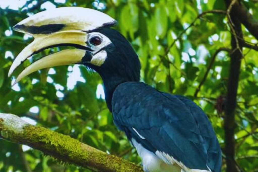 Oriental Pied-Hornbill 