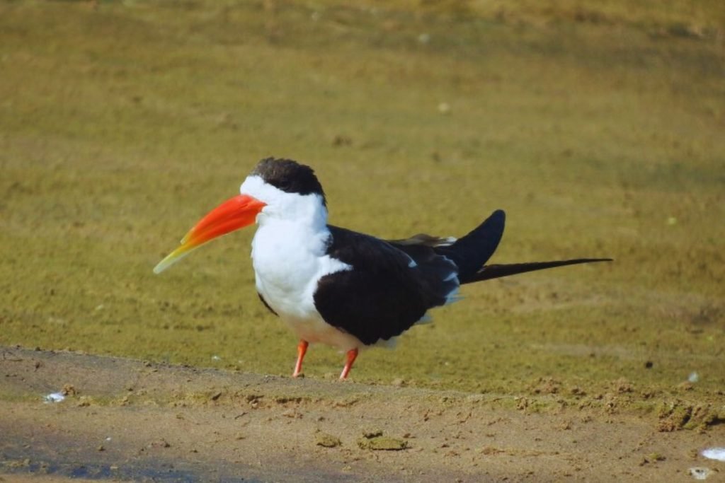 Gulls, terns, and skimmers