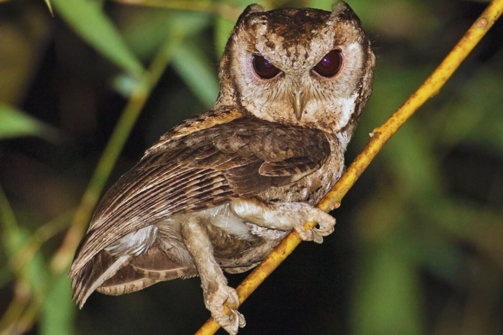 Collared Scops-Owl