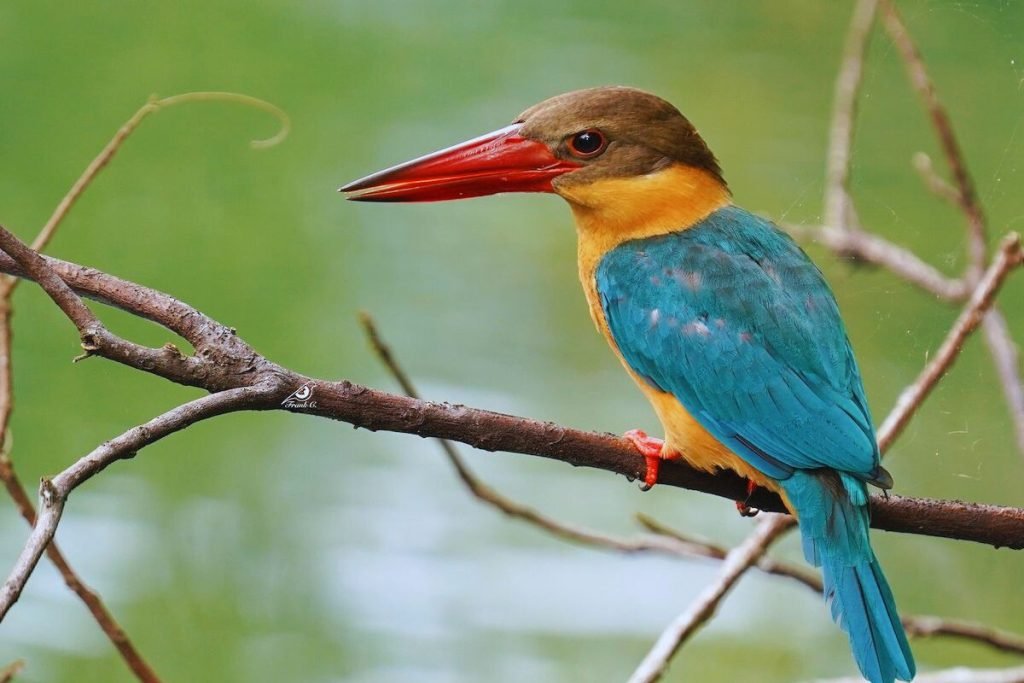 Stork-billed Kingfisher