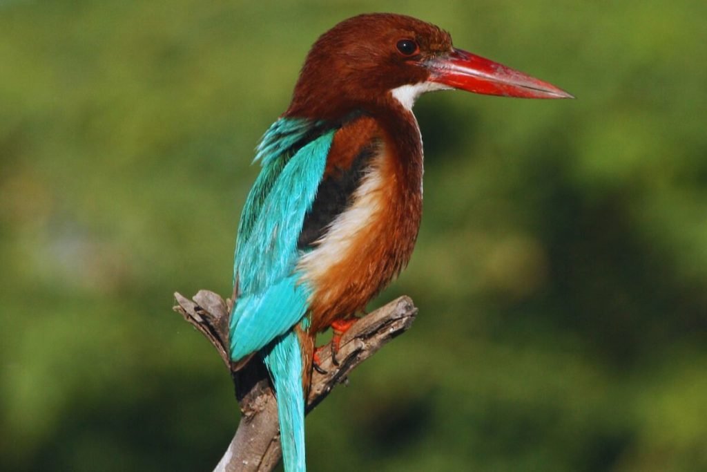 White-throated Kingfisher