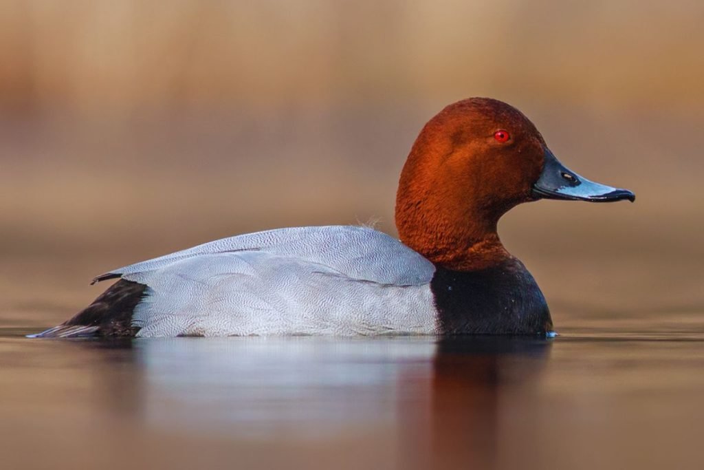 Common Pochard in Rajaji National Park