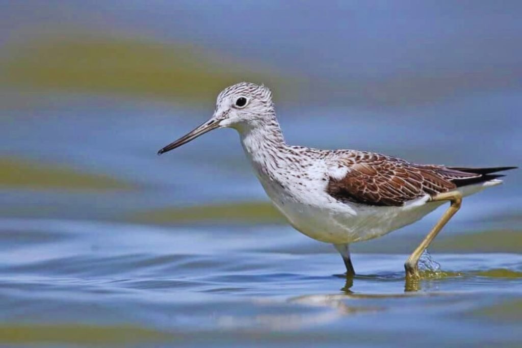 Common Greenshank in Rajaji National Park