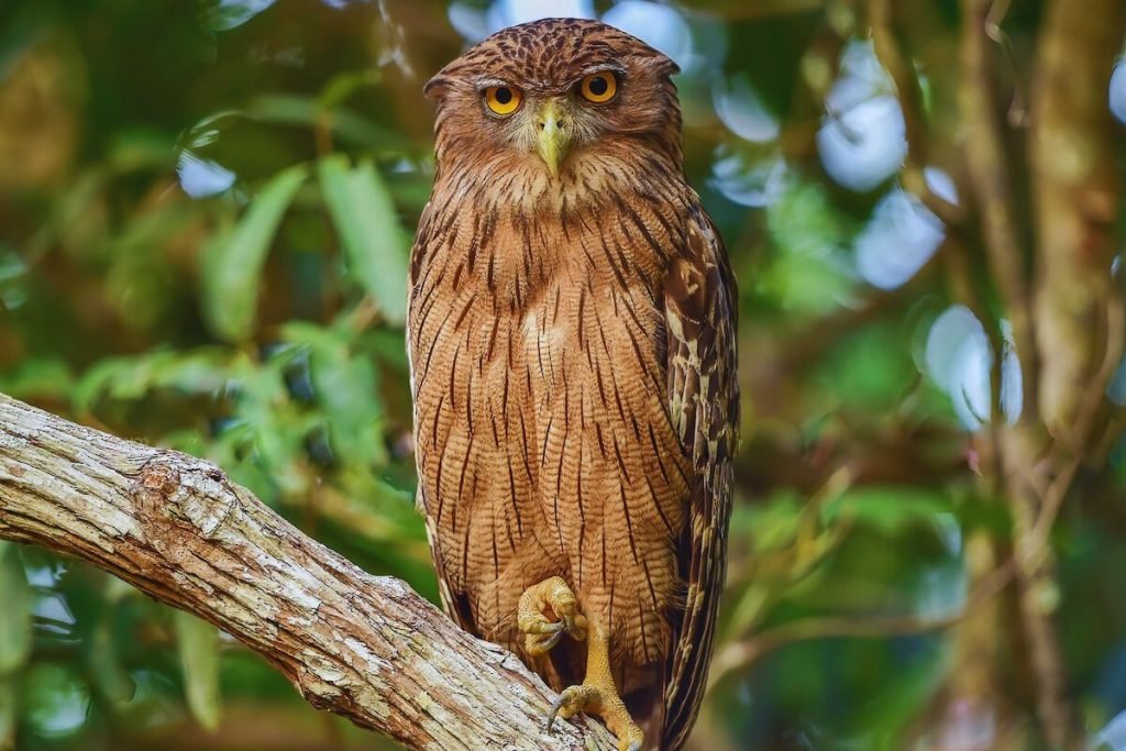 Brown Fish-Owl in Rajaji National Park