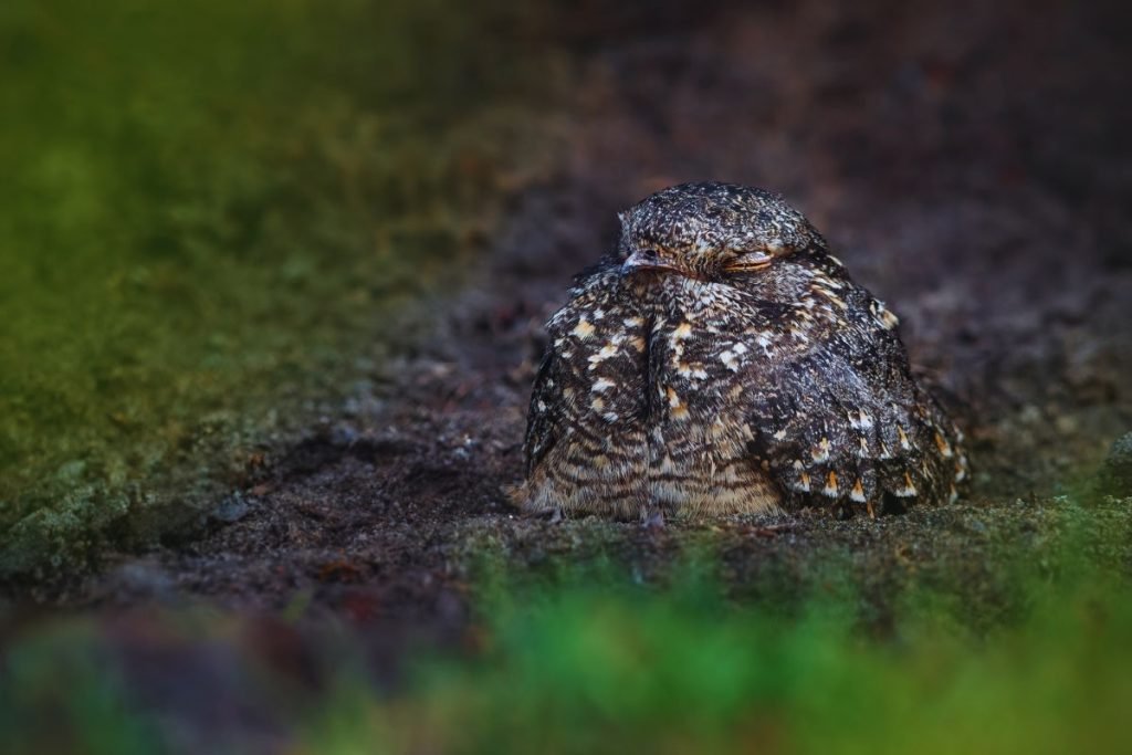 Savanna Nightjar in Rajaji National Park