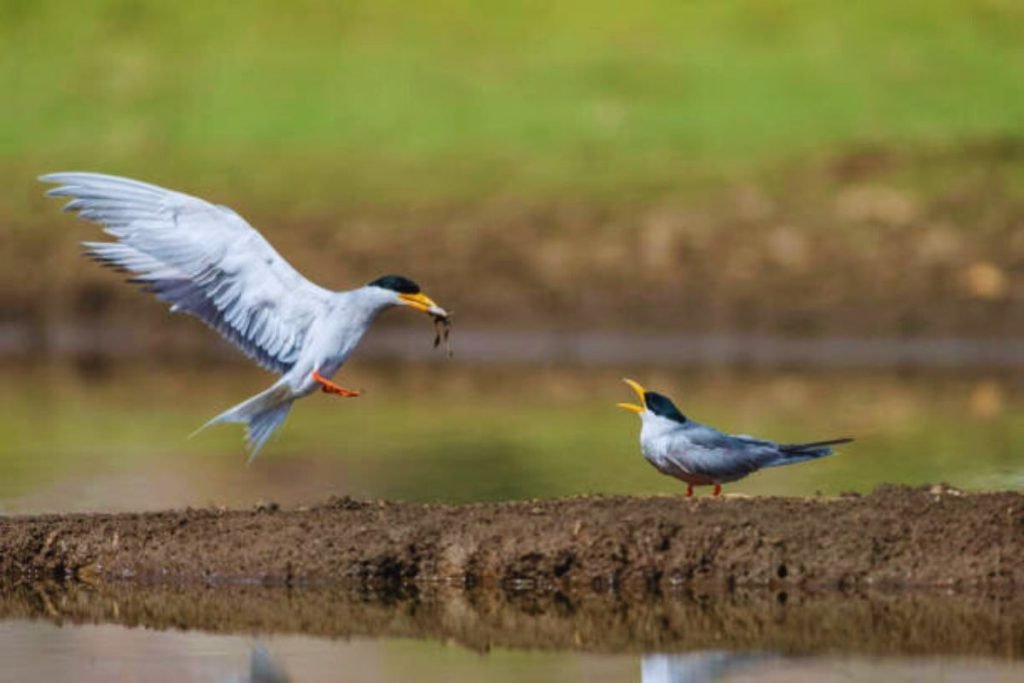 River Tern