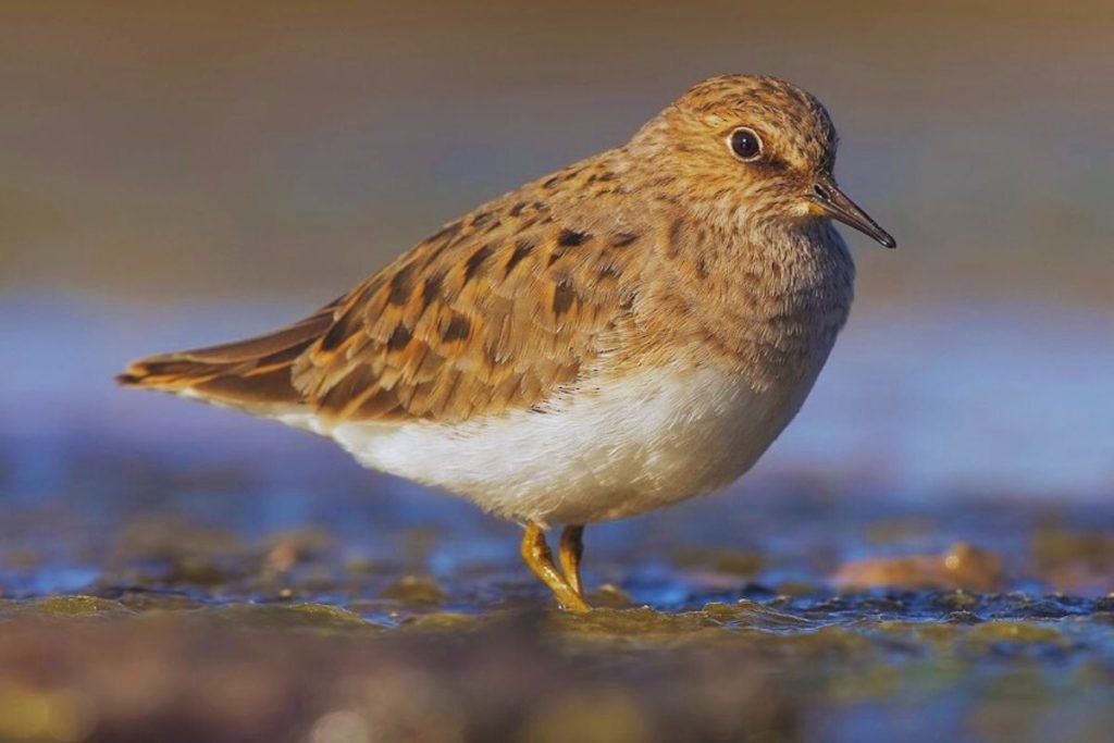 Stint Species in Rajaji National Park