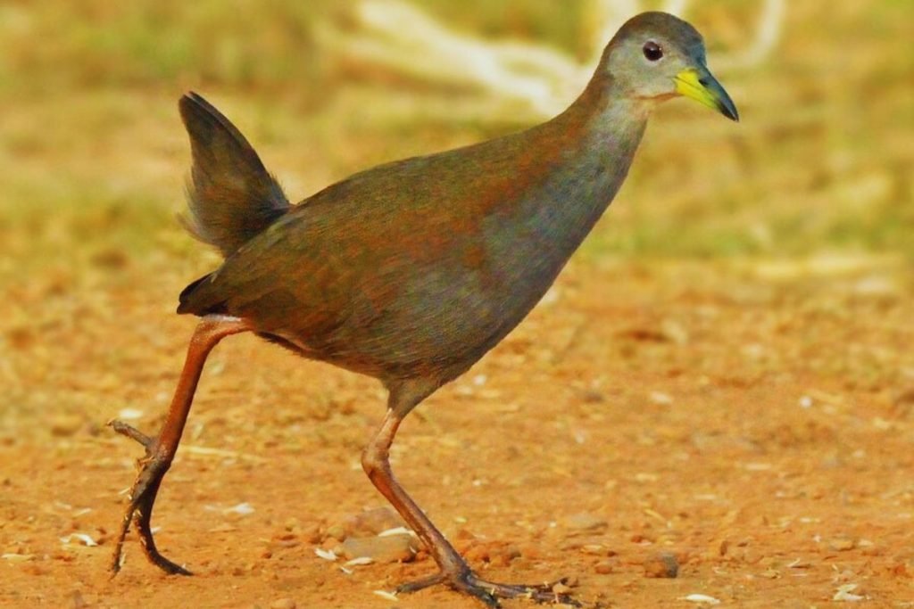 Brown Crake in Rajaji National Park