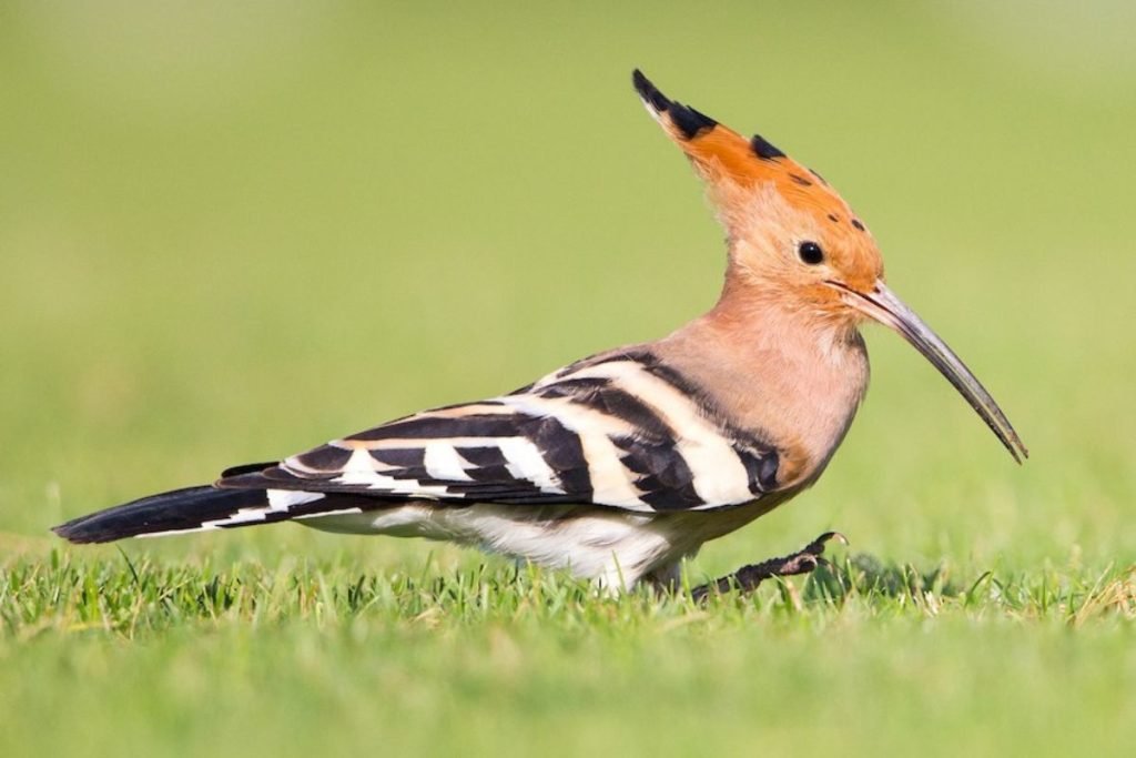 Hoopoes in Rajaji