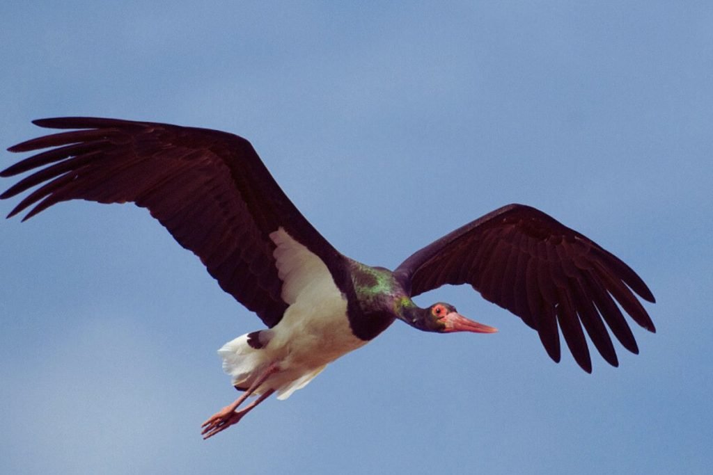 Black Stork in Rajaji
