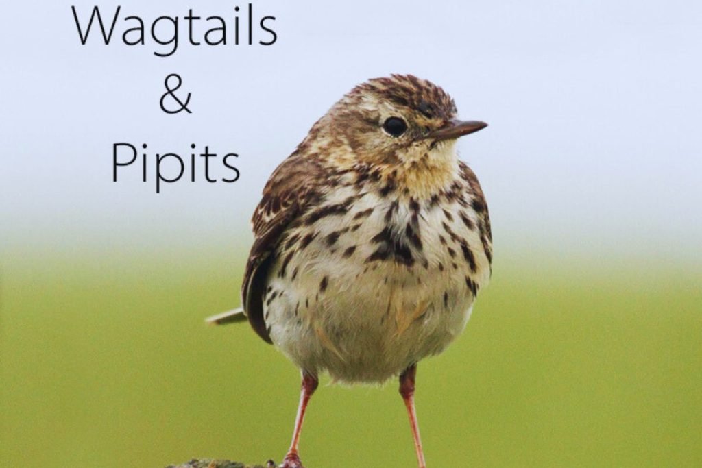 Wagtails and Pipits