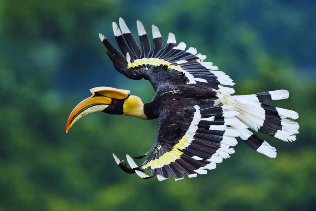Great Hornbill