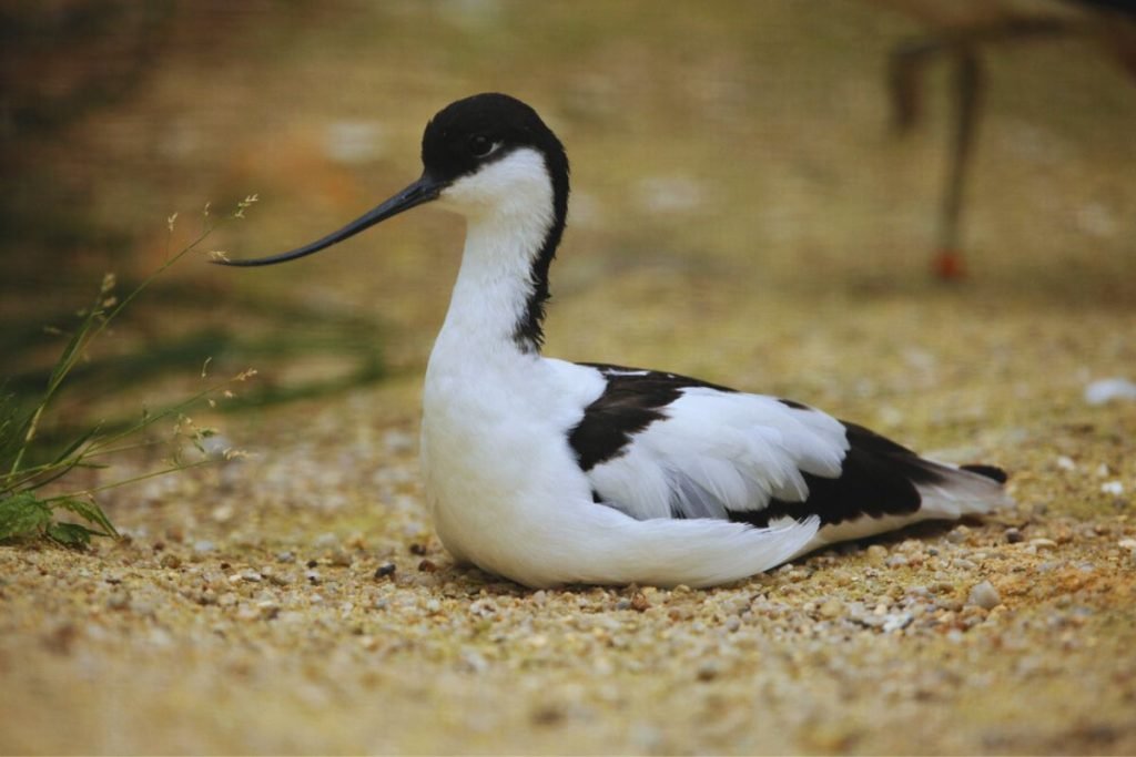 Pied Avocet