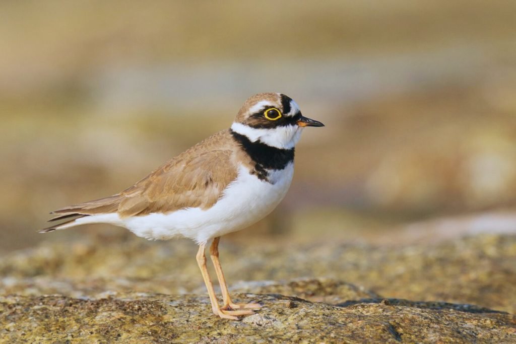 Little Ringed Plover
