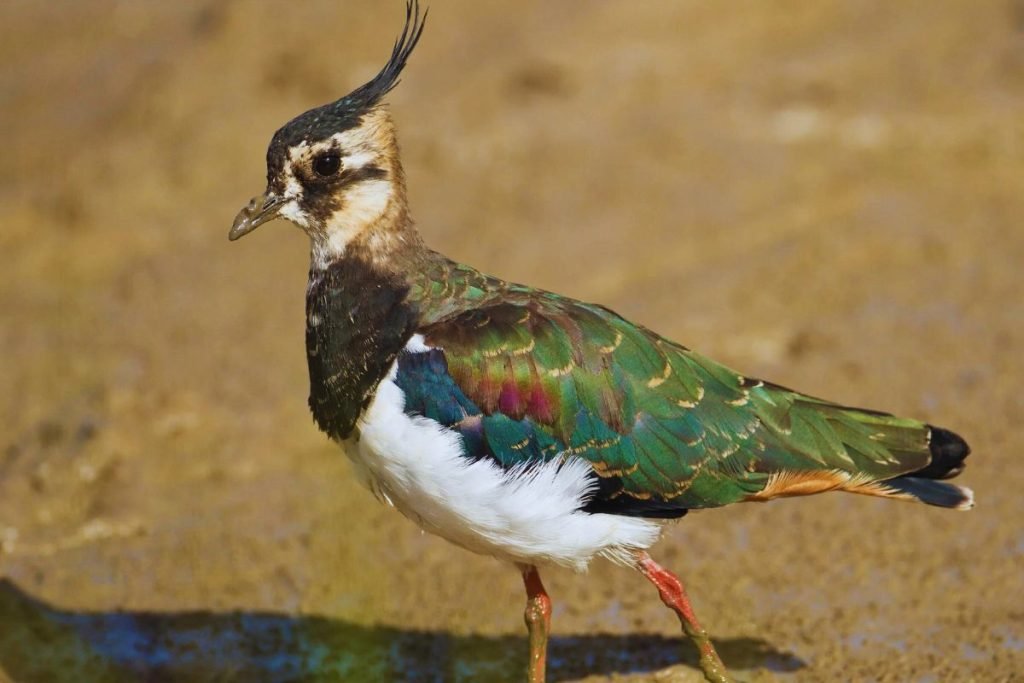 Northern Lapwing