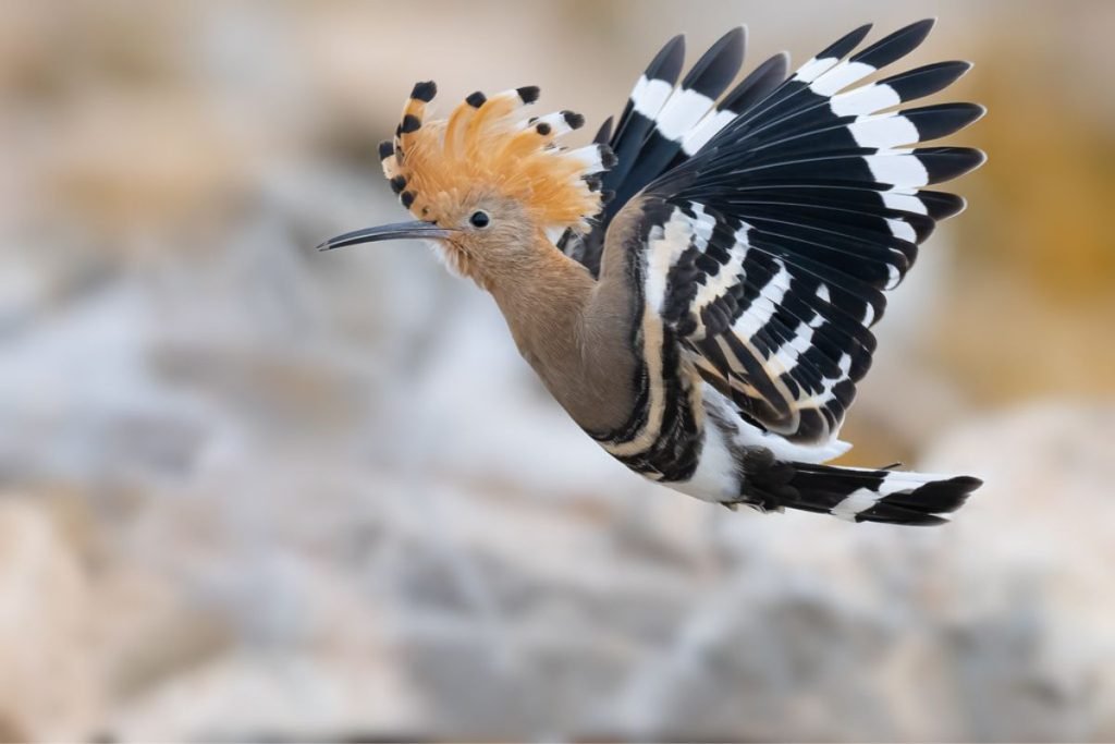 Eurasian Hoopoe