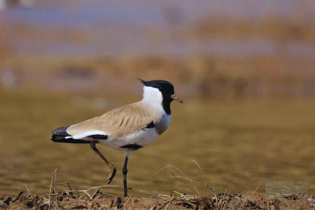 River Lapwing