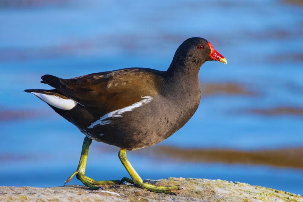 Eurasian Moorhen